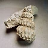 CRETACEOUS HETEROMORPH AMMONITE - 95 million years old - Sussex