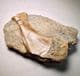 CRETACEOUS TURTLE BONE - 145 million years old - Swanage, Dorset