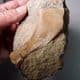 CRETACEOUS TURTLE BONE - 145 million years old - Swanage, Dorset