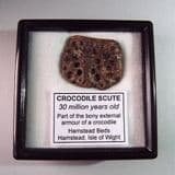CROCODILE SCUTE - 30 million years old - Isle of Wight