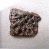 CROCODILE SCUTE - 30 million years old - Isle of Wight