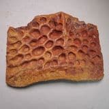 CROCODILE SCUTE - 95 million years old - Morocco