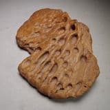 CROCODILE SCUTE - 95 million years old - Morocco