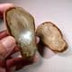 CUT AND POLISHED FLINT PEBBLE (both halves)   -  Norfolk