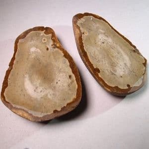 CUT AND POLISHED FLINT PEBBLE (both halves)   -  Norfolk
