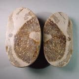 CUT AND POLISHED FLINT PEBBLE CONTAINING A FOSSIL SPONGE - SUSSEX