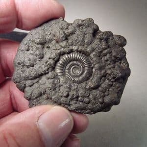 DELIGHTFUL JURASSIC AMMONITE IN PYRITE - 190 million years old - Charmouth, Dorset