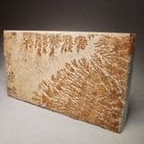 DENDRITES (DOUBLE-SIDED) - Solnhofen, Germany