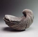 DEVIL'S TOENAIL (Gryphaea arcuata) - 190 million years old - Gloucestershire