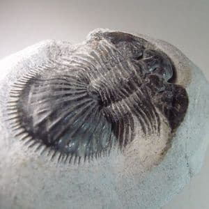 DEVONIAN TRILOBITE - 385 million years old - Morocco