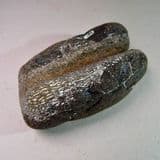 DINOSAUR BONE - 125 million years old - Isle of Wight