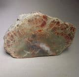 DINOSAUR COPROLITE - 155 million years old - Morrison Formation, Utah, USA