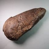 DINOSAUR EGG REPLICA (PROTOCERATOPS) (second hand) - Gobi Desert, Mongolia