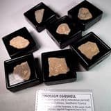 DINOSAUR EGGSHELL - 70 million years old - France