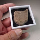 DINOSAUR EGGSHELL (LARGER PIECE)  - 70 million years old  -  Argentina
