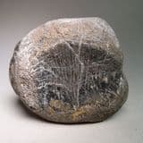 DINOSAUR TAIL VERTEBRA (MANTELLISAURUS) - 125 million years old - Isle of Wight