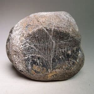 DINOSAUR TAIL VERTEBRA (MANTELLISAURUS) - 125 million years old - Isle of Wight