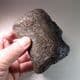 DINOSAUR TAIL VERTEBRA (SAUROPOD) - 125 million years old - Isle of Wight