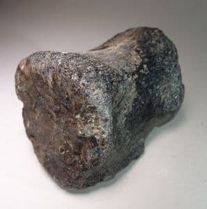 DINOSAUR TAIL VERTEBRA (SAUROPOD) - 125 million years old - Isle of Wight