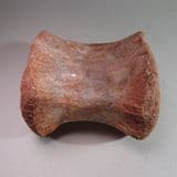 DINOSAUR TAIL VERTEBRA (THEROPOD DINOSAUR) - 95 million years old - Morocco