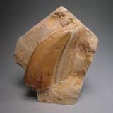 DINOSAUR TOOTH REPLICA - Albertosaurus (second hand)