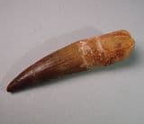 DINOSAUR TOOTH (THREE INCH TOOTH) - 95 million years old - Morocco