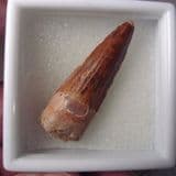 DINOSAUR TOOTH (4.4 CENTIMETRE TOOTH) - 95 million years old - Morocco