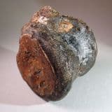 DINOSAUR VERTEBRA - 125 million years old - Isle of Wight