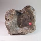 DINOSAUR VERTEBRA (LARGE) - 125 million years old - Isle of Wight