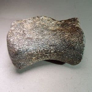 DINOSAUR VERTEBRA (NIGERSAURUS) - 120 million years old -  Niger,  Africa