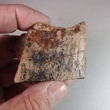 DIPLODOCUS DINOSAUR BONE - Wyoming, USA