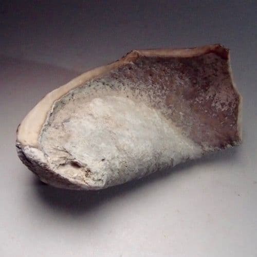 EAR BONE OF WHALE 15 million years old Lee Creek Mine North Carolina