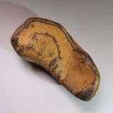 EAR BONE OF WHALE - Red Crag, Walton-on-the-Naze, Essex