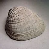 EOCENE FOSSIL BIVALVE - 45 million years old - Bracklesham, Sussex