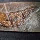 EOCENE FOSSIL FISH - 47 million years old  -  Messel Pit, Germany