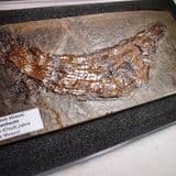 EOCENE FOSSIL FISH - 47 million years old - Messel Pit, Germany