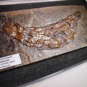 EOCENE FOSSIL FISH - 47 million years old - Messel Pit, Germany