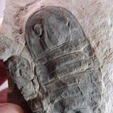 EURYPTERID (SEA SCORPION) - 425 million years old - Ukraine