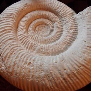 FIBREGLASS REPLICA OF A VERY LARGE BRITISH JURASSIC AMMONITE FROM DORSET (second hand)