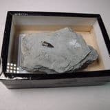 FISH TOOTH FROM THE AUST BONE BED - 210 million years old - Gloucestershire