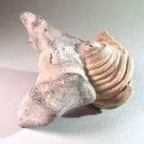 FOSSIL BIVALVE (INOCERAMUS) IN FLINT NODULE - 80 million years old - Kent