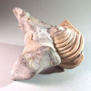 FOSSIL BIVALVE (INOCERAMUS) IN FLINT NODULE - 80 million years old - Kent