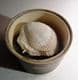 FOSSIL BIVALVE (SPONDYLUS) - SMALL EXAMPLE  - 80 million years old - Kent