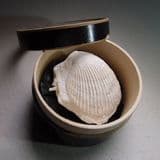 FOSSIL BIVALVE (SPONDYLUS) - SMALL EXAMPLE  - 80 million years old - Kent