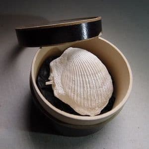 FOSSIL BIVALVE (SPONDYLUS) - SMALL EXAMPLE  - 80 million years old - Kent