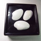 FOSSIL BIVALVES (IN GLASS DISPLAY BOX) - 40 million years old - Paris Basin, France