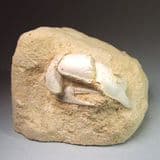 FOSSIL CLAW OF A BURROWING SHRIMP - 65 million years old - Belgium