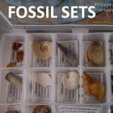 FOSSIL COLLECTIONS - IDEAL GIFTS FOR YOUNG COLLECTORS