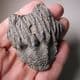 FOSSIL CRINOID CALYX  - 410 million years old - Morocco