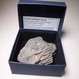 FOSSIL CRINOID CALYX  - 410 million years old - Morocco